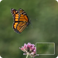 Image Inpainting Generator