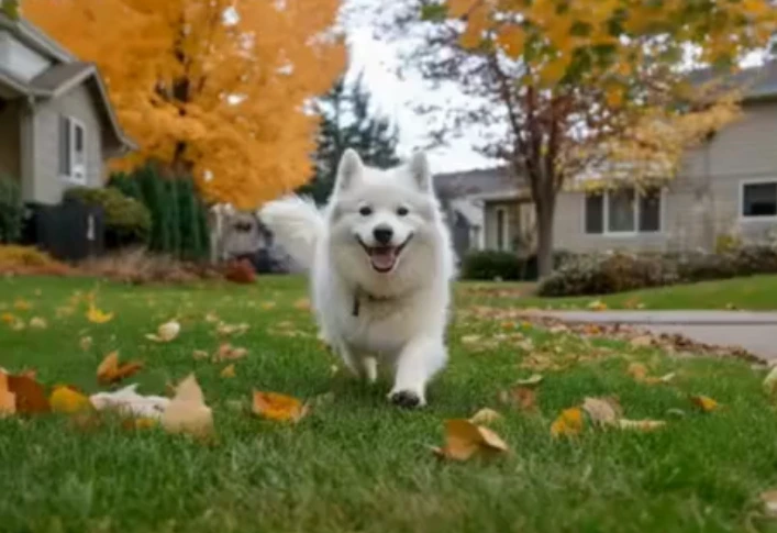 Pet to Human